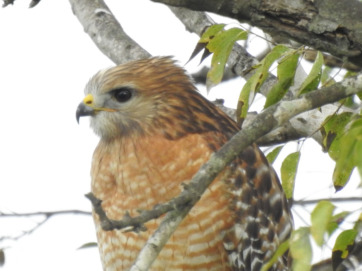Red-shouldered Hawk - ML646360784