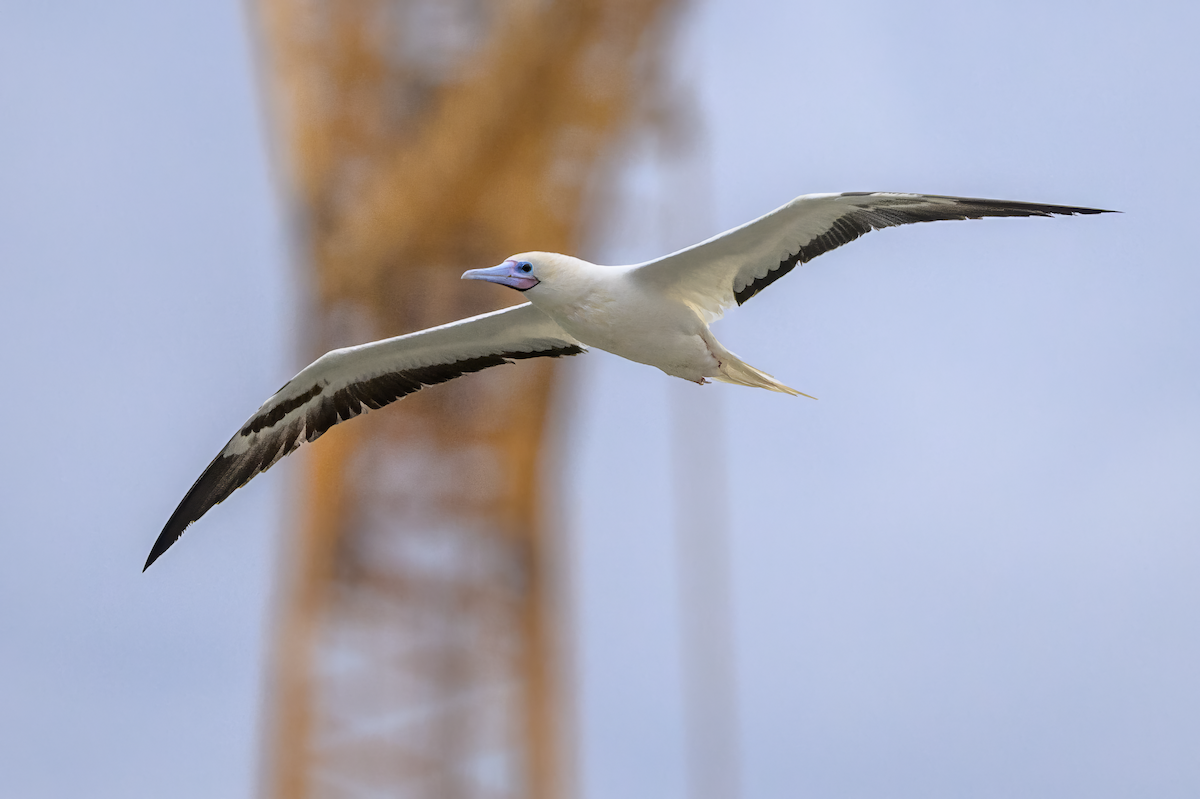 Сула червононога - ML646360786