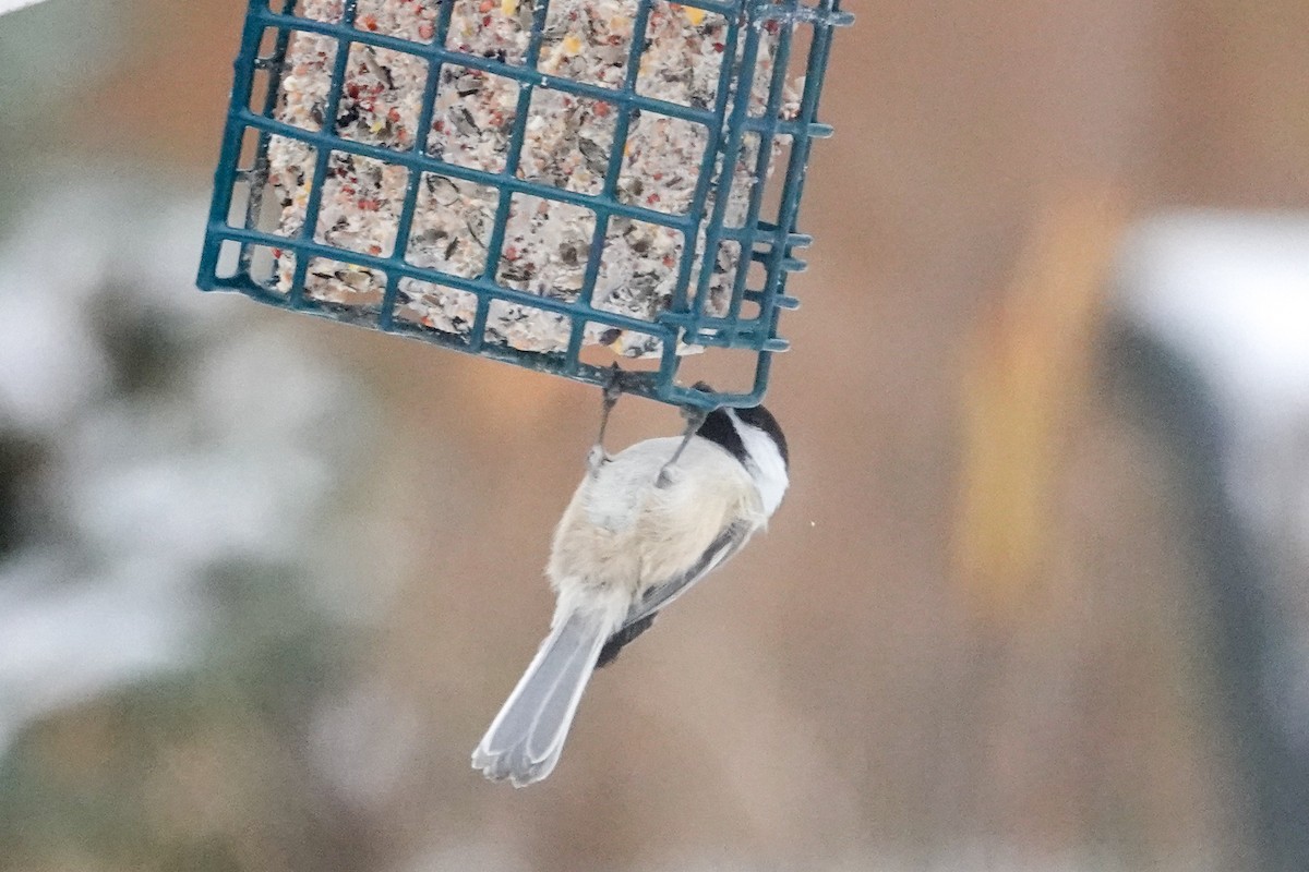 Гаїчка світлокрила - ML646360787