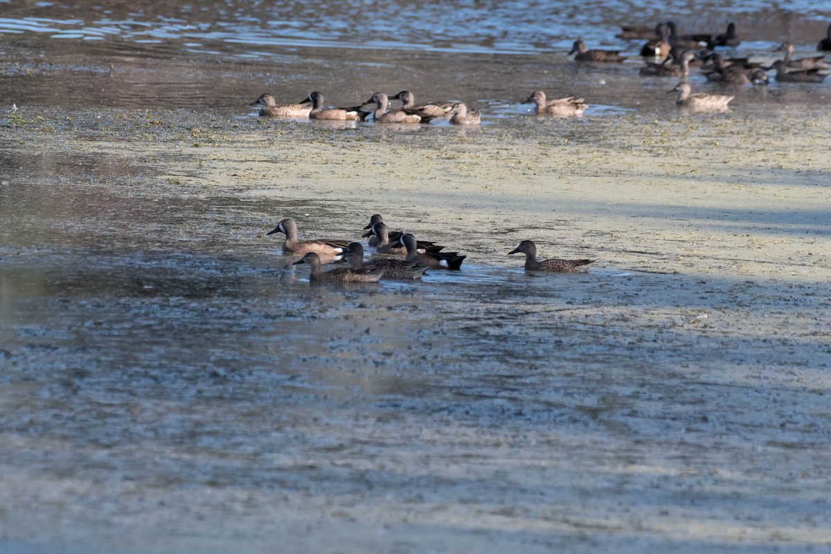 Blue-winged Teal - ML646360794