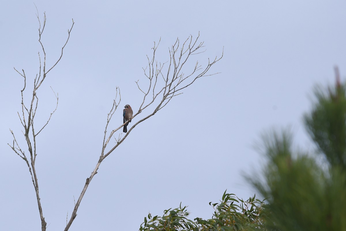 Ятга шаазгай - ML646360795