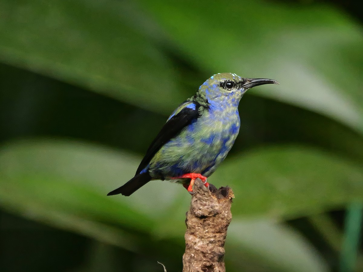 Red-legged Honeycreeper - ML646360796