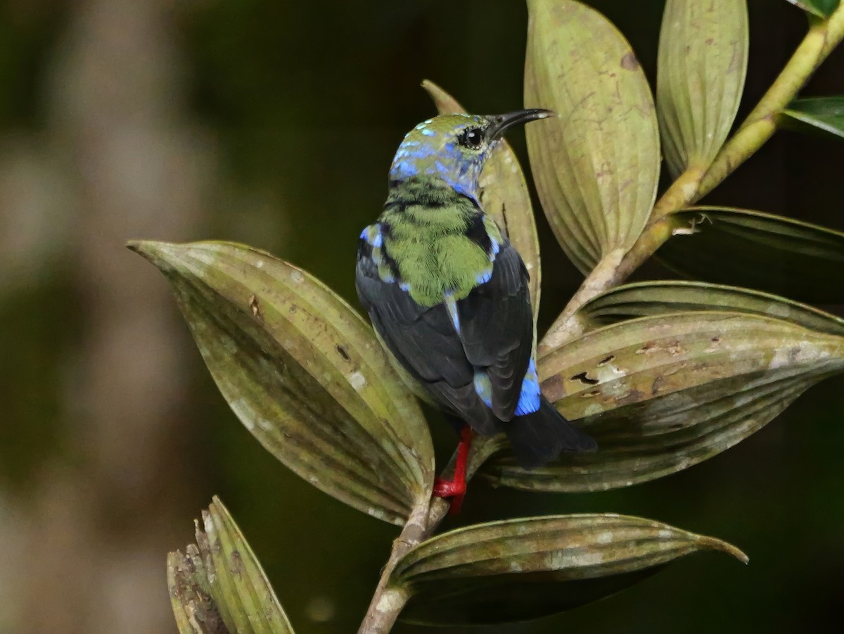 Red-legged Honeycreeper - ML646360797