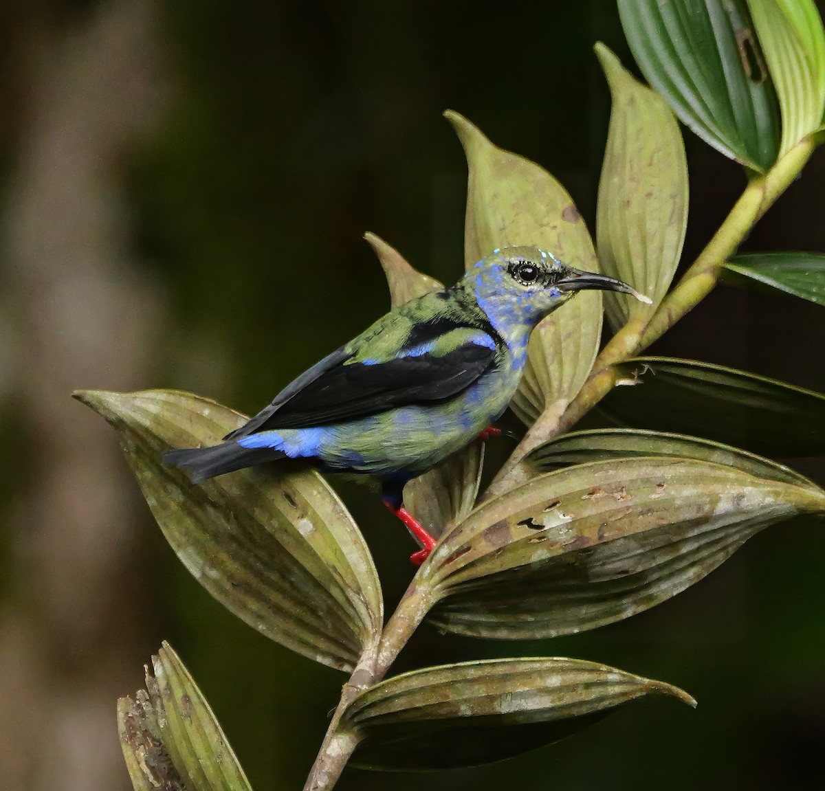 Red-legged Honeycreeper - ML646360798