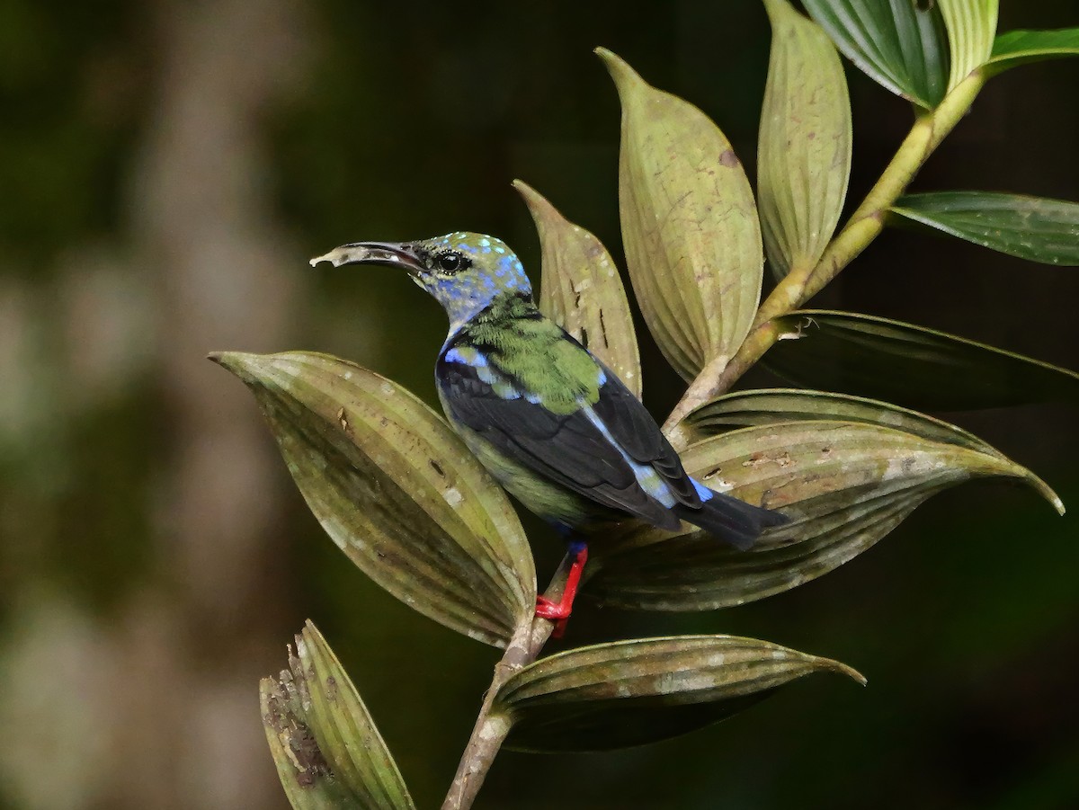 Red-legged Honeycreeper - ML646360799