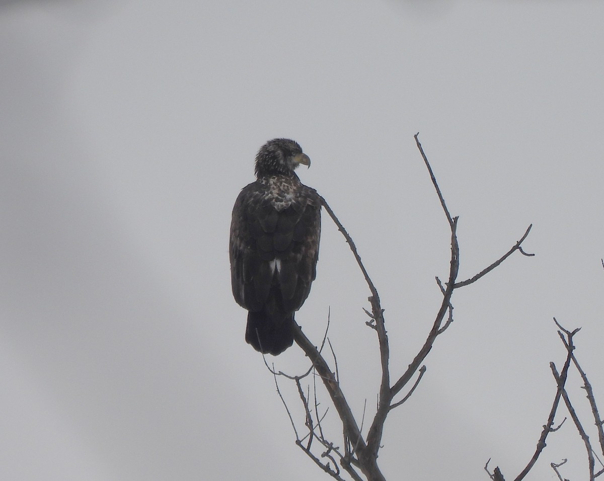 Bald Eagle - ML646360800