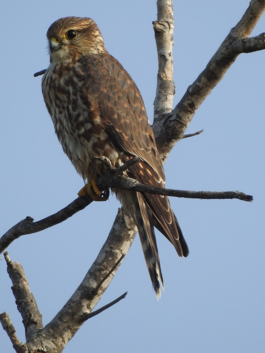 Merlin - ML646360809