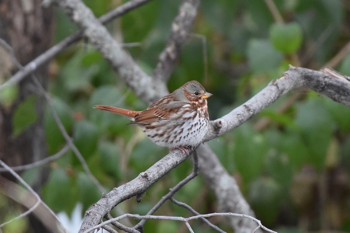 strnadec kaštanový - ML646360811