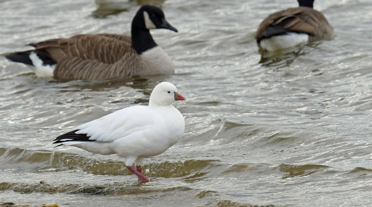 Ross's Goose - ML646360812