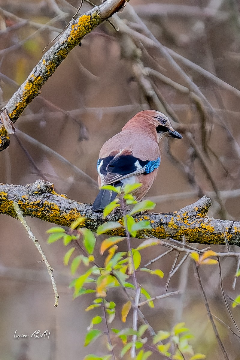 カケス - ML646360813