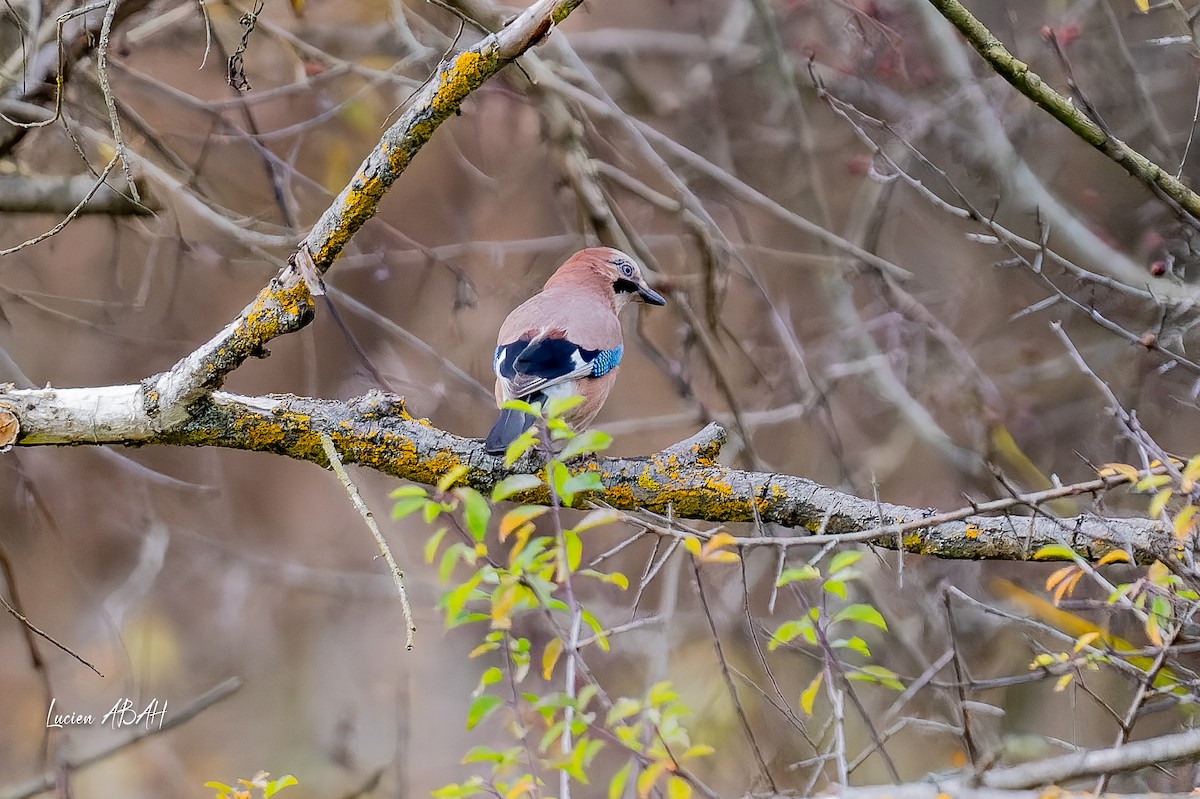 カケス - ML646360814