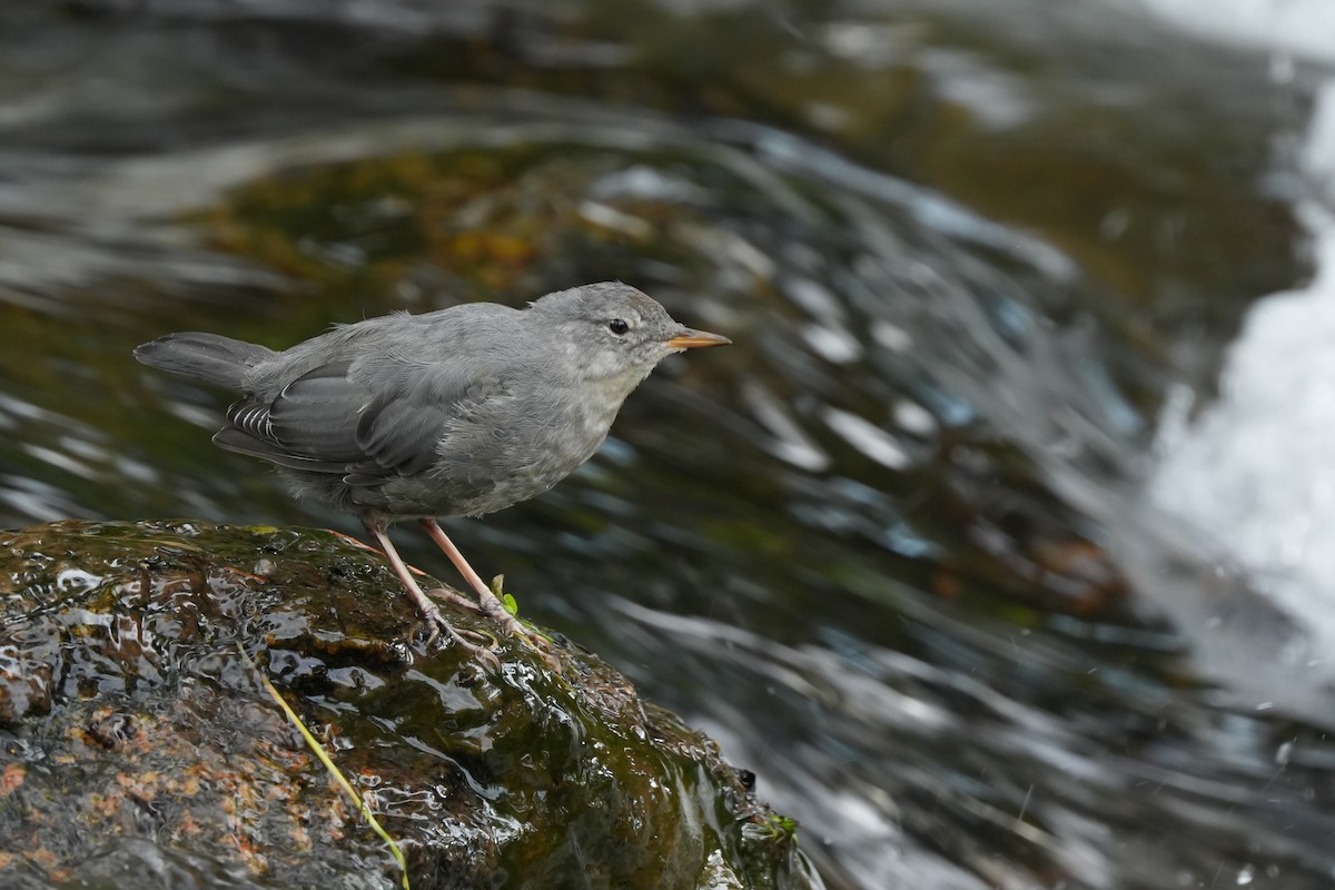 Пронурок сірий - ML646360816