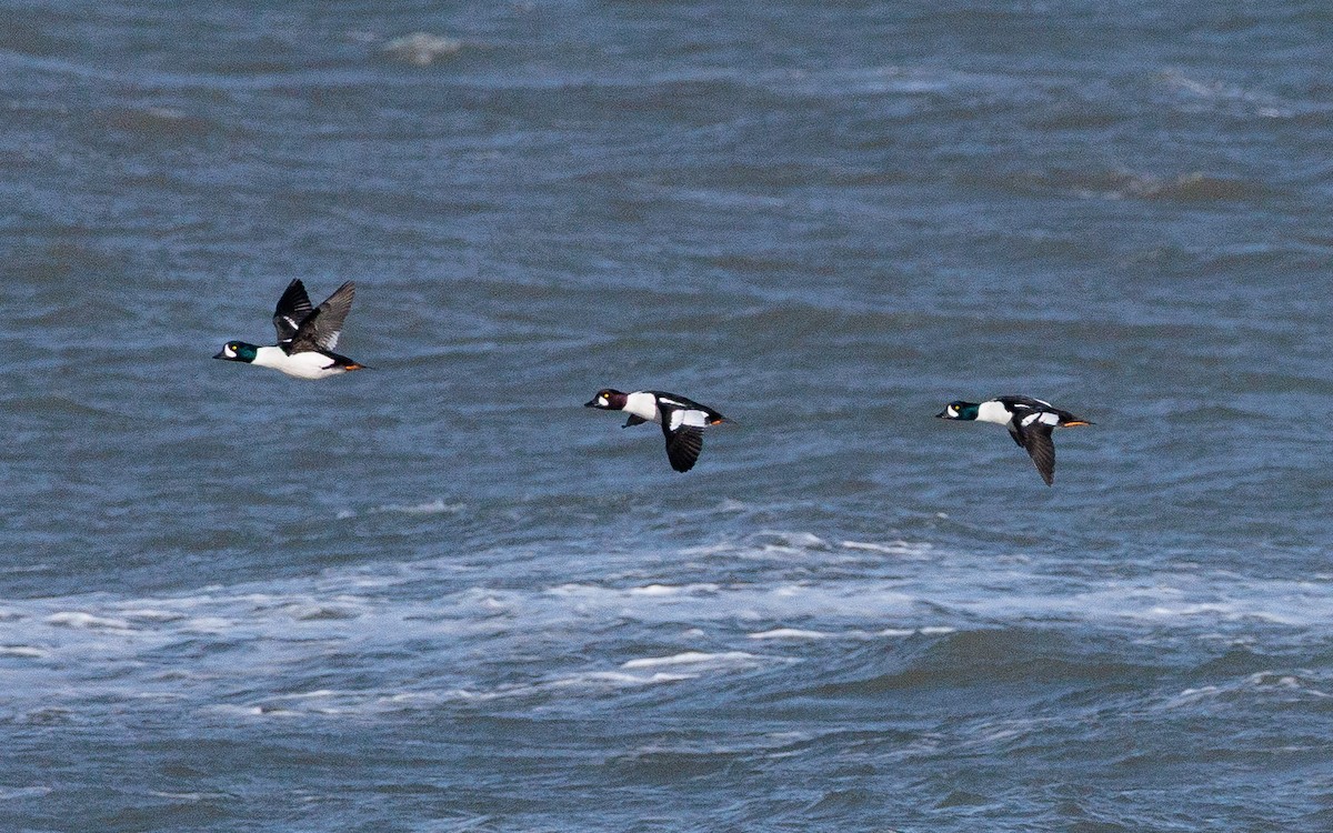 Common x Barrow's Goldeneye (hybrid) - ML646360820