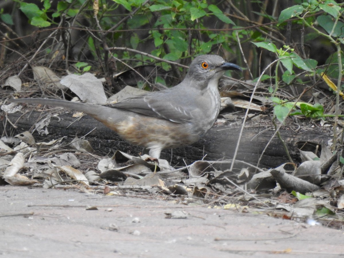 Curve-billed Thrasher - ML646360822