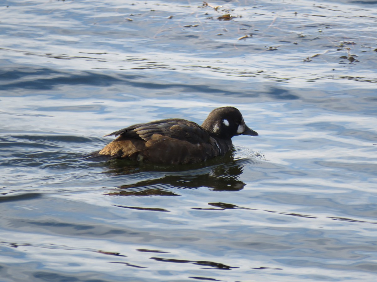 Palyaço Ördeği - ML646360824