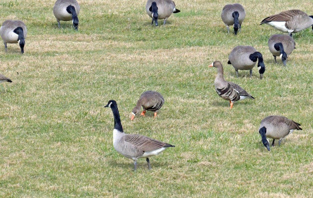 Greater White-fronted Goose - ML646360827