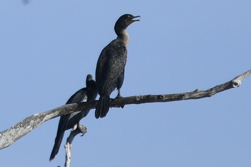 Kulaklı Karabatak - ML646360834