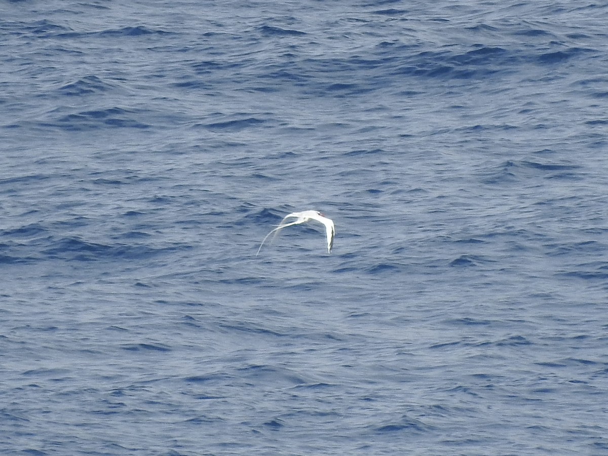 faeton vlnkovaný - ML646360835