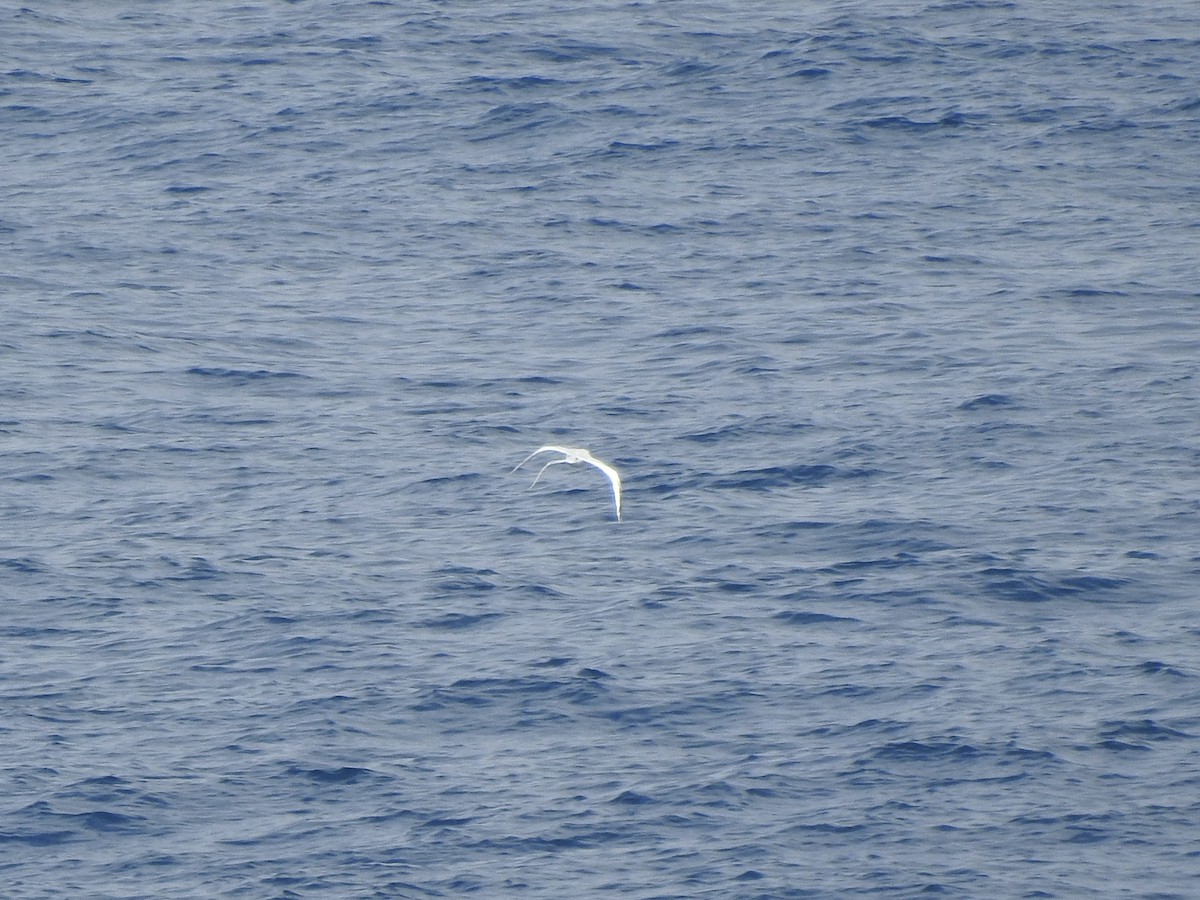 faeton vlnkovaný - ML646360836