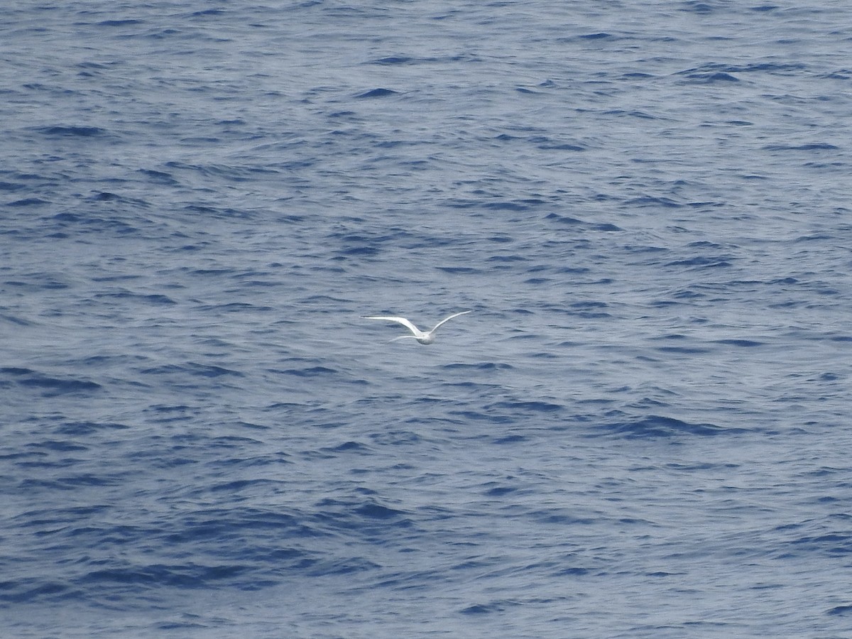 faeton vlnkovaný - ML646360837