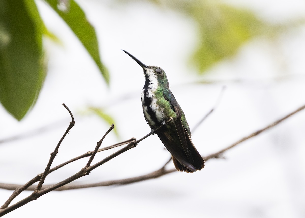 Kara Gerdanlı Mango - ML646360842