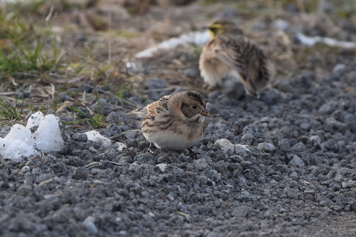 ostružka severní - ML646360844