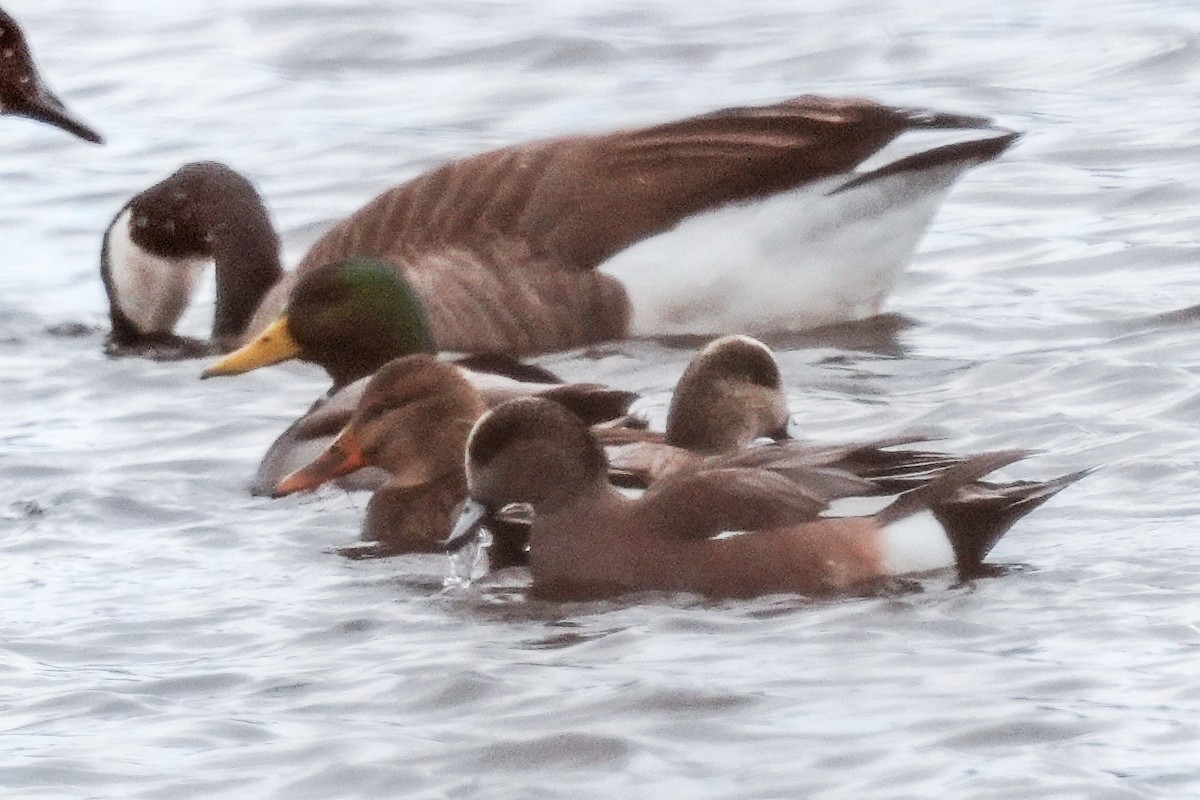 American Wigeon - ML646360845