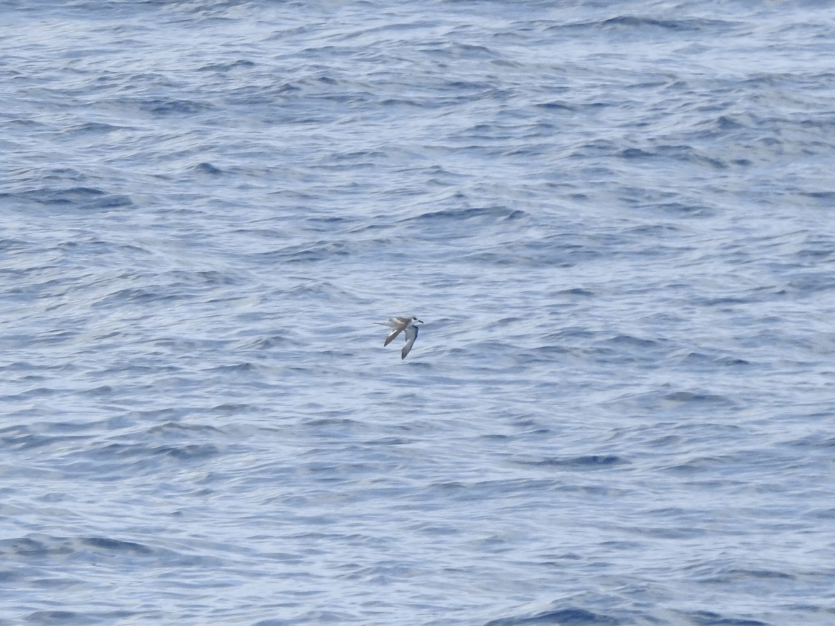 buřňák fernandezský - ML646360849