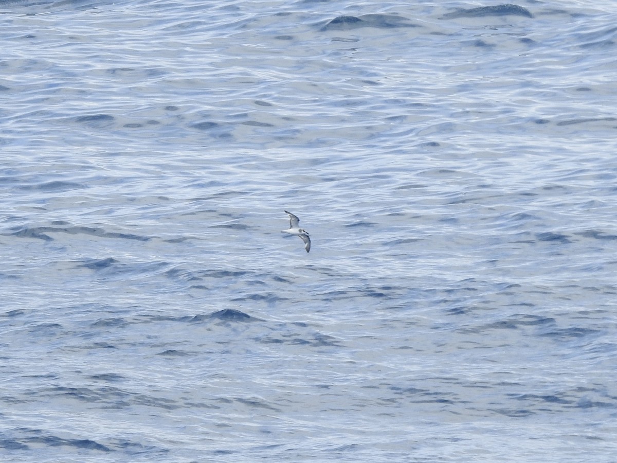 buřňák fernandezský - ML646360850