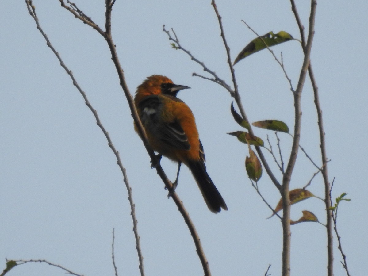 Hooded Oriole - ML646360851