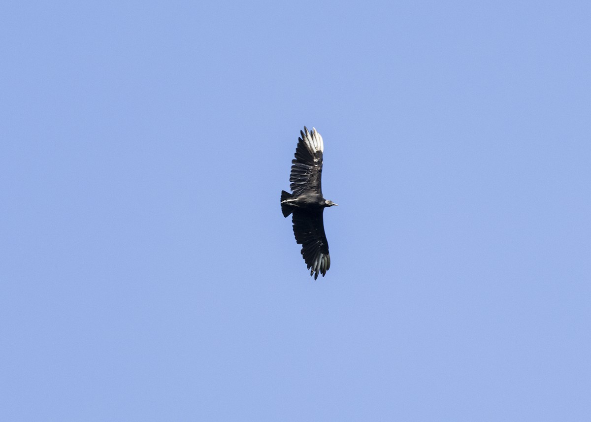 Black Vulture - ML646360853