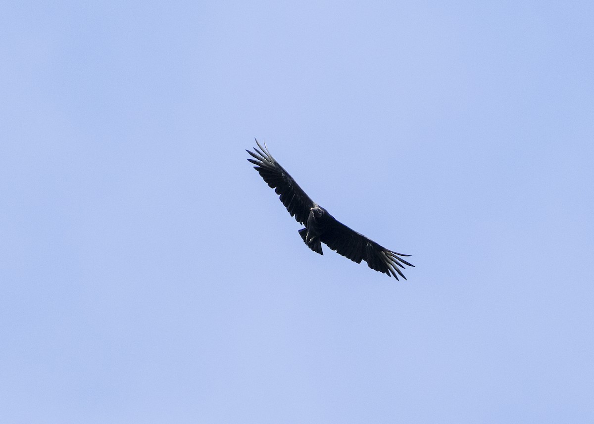 Black Vulture - ML646360854