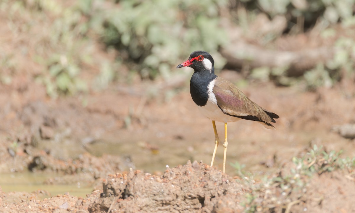 Red-wattled Lapwing (Black-necked) - ML646360863