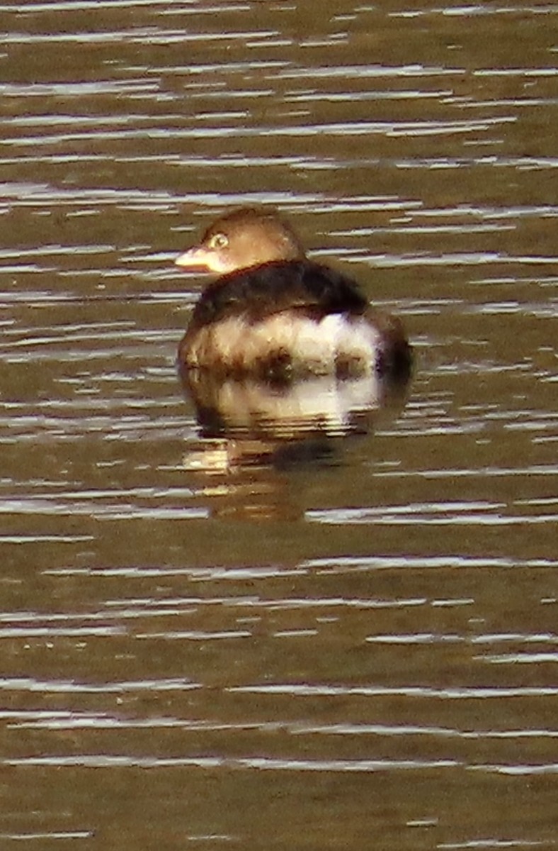 Pied-billed Grebe - ML646360864