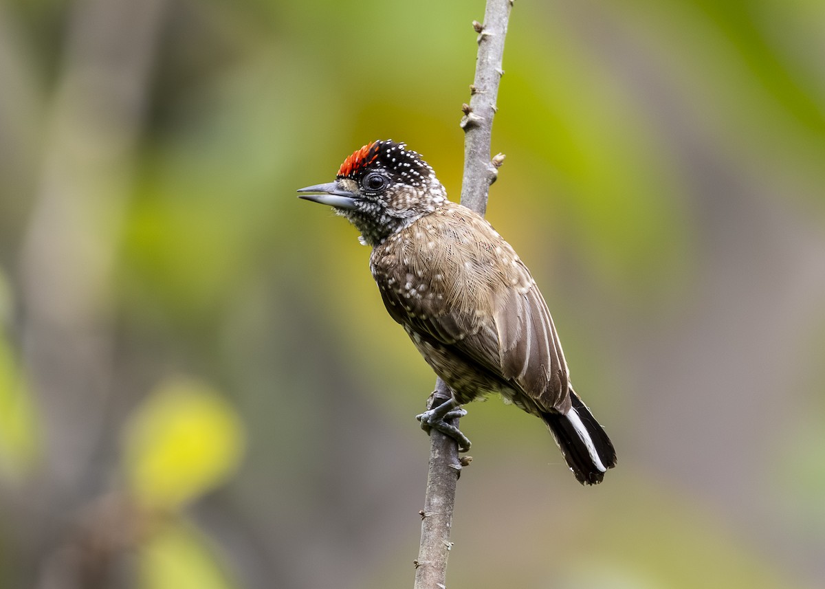 Spotted Piculet - ML646360865