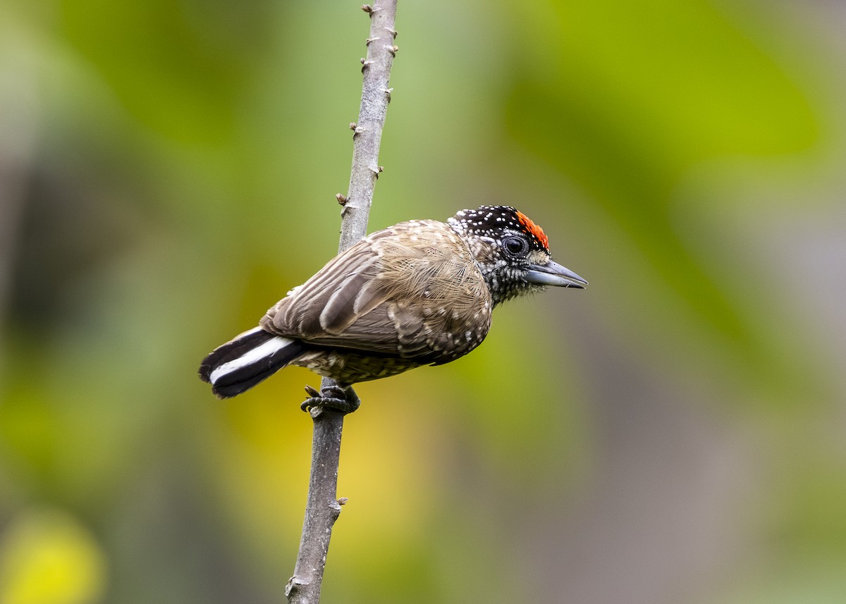 Spotted Piculet - ML646360866