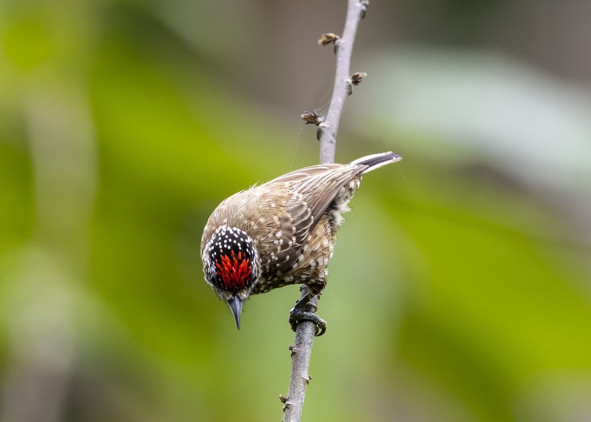 Spotted Piculet - ML646360867