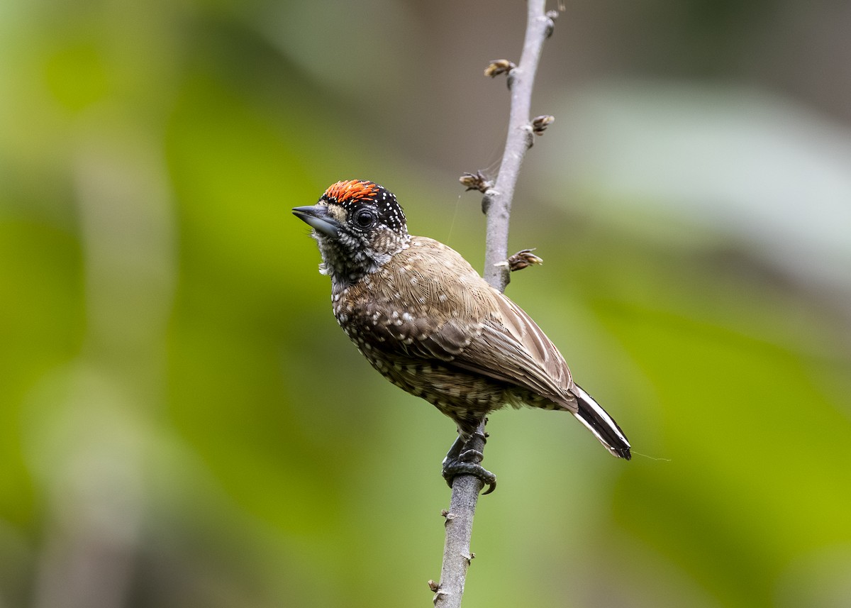 Spotted Piculet - ML646360868