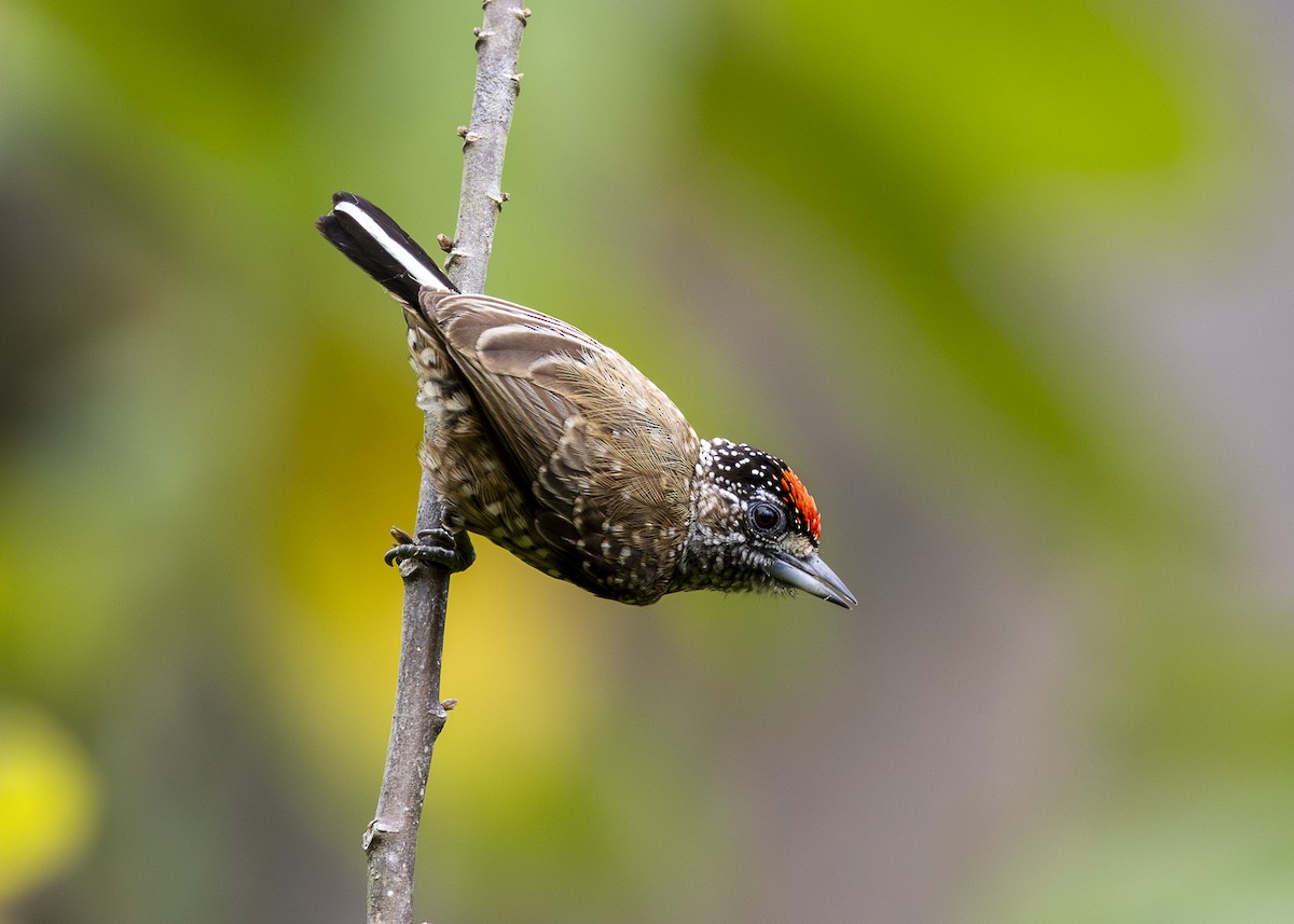 Spotted Piculet - ML646360869