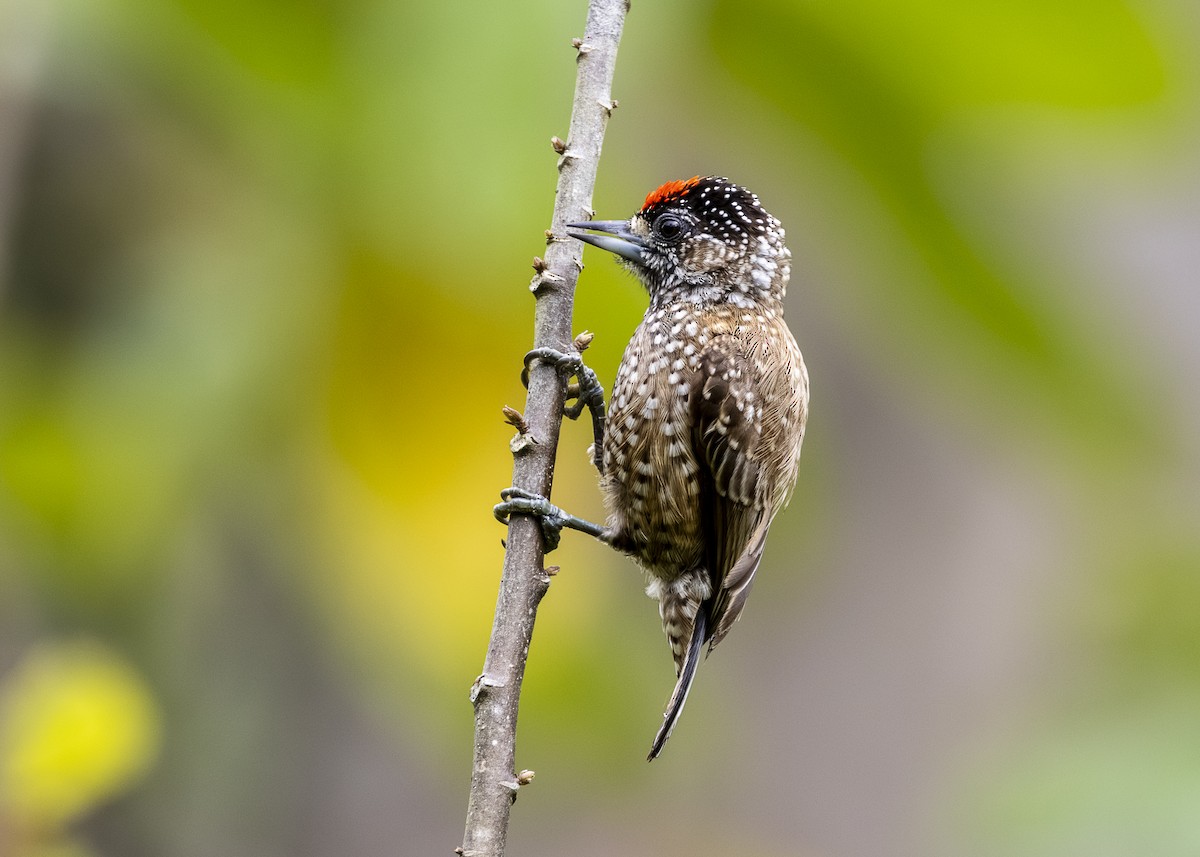 Spotted Piculet - ML646360870
