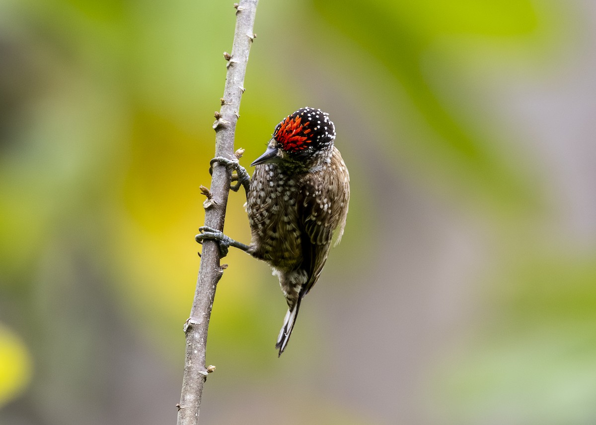 Spotted Piculet - ML646360871
