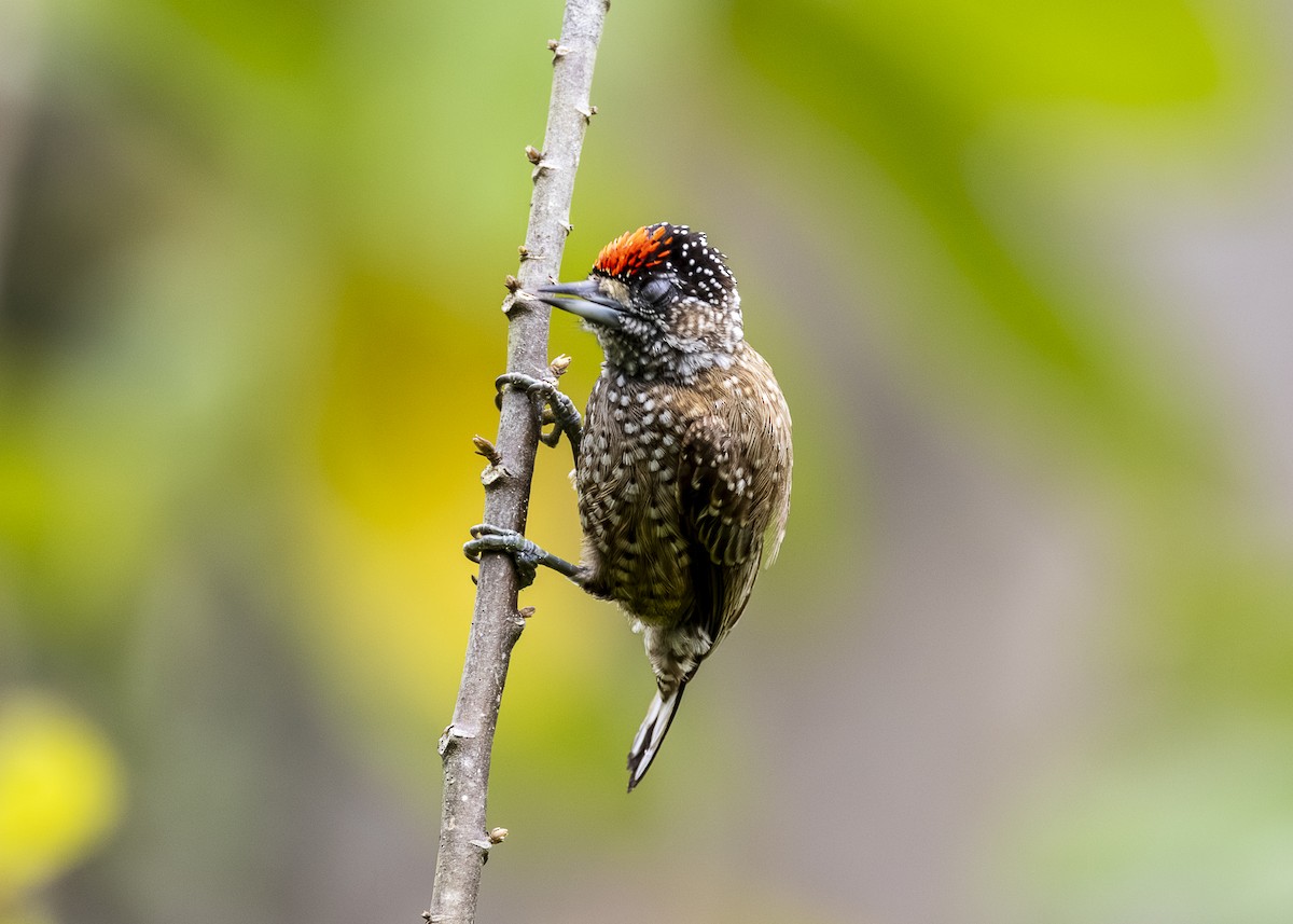 Spotted Piculet - ML646360872