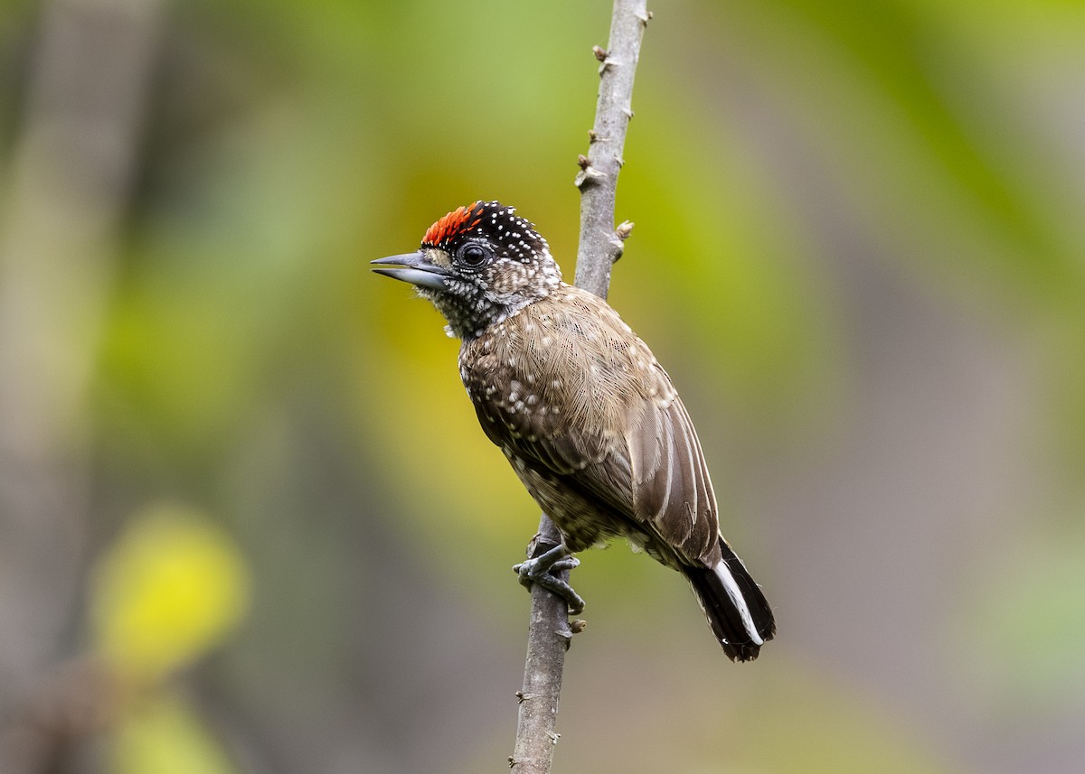 Spotted Piculet - ML646360873