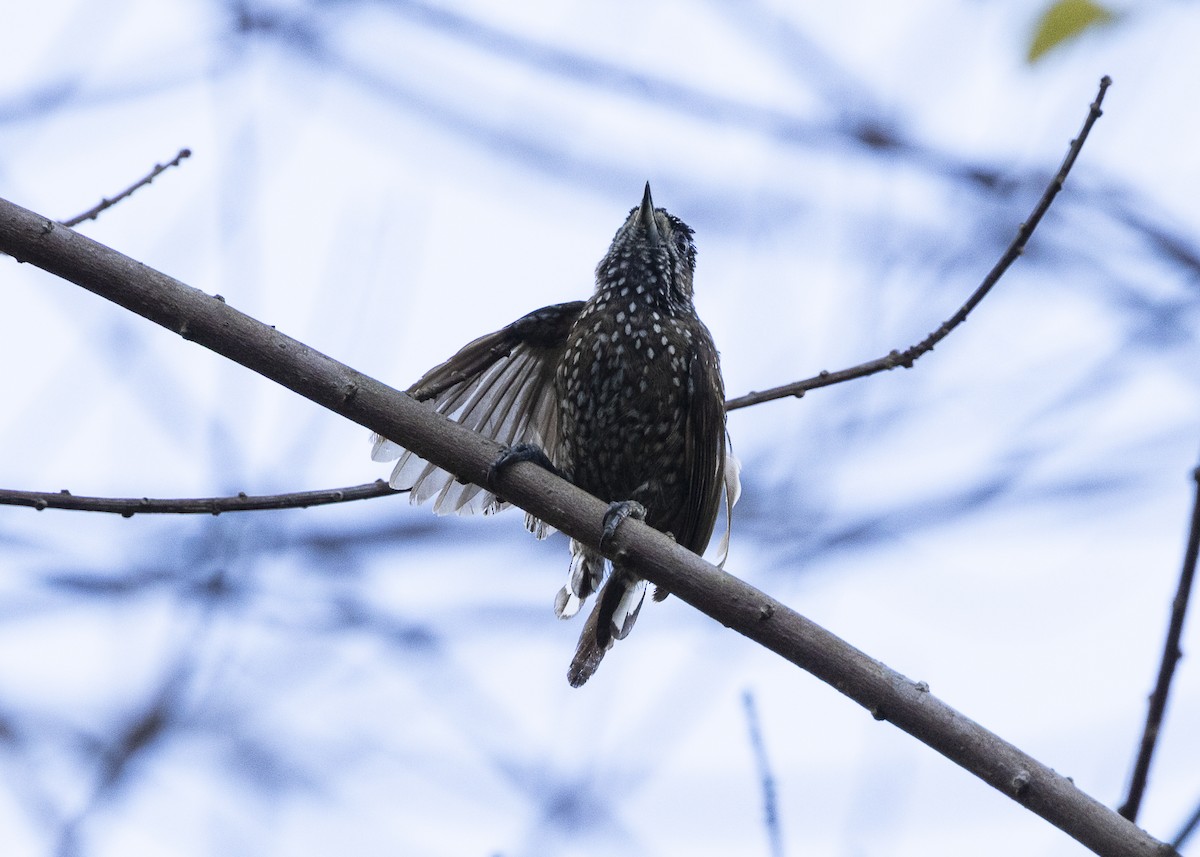 Spotted Piculet - ML646360874