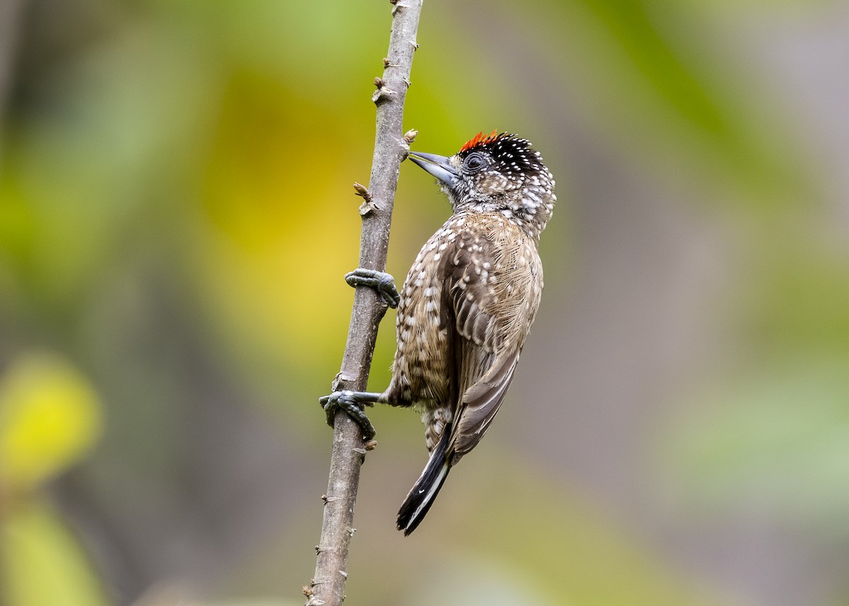 Spotted Piculet - ML646360875