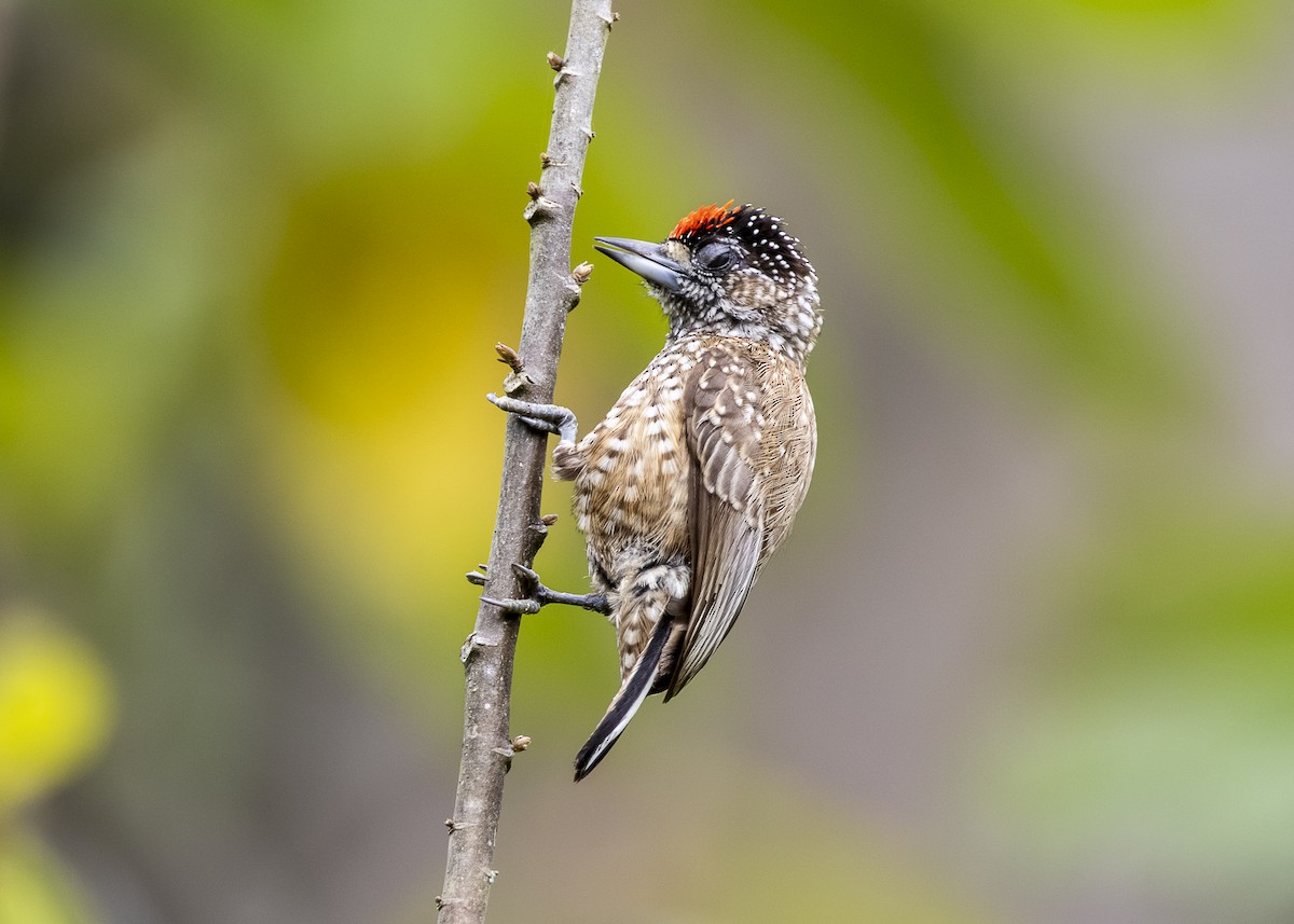 Spotted Piculet - ML646360877