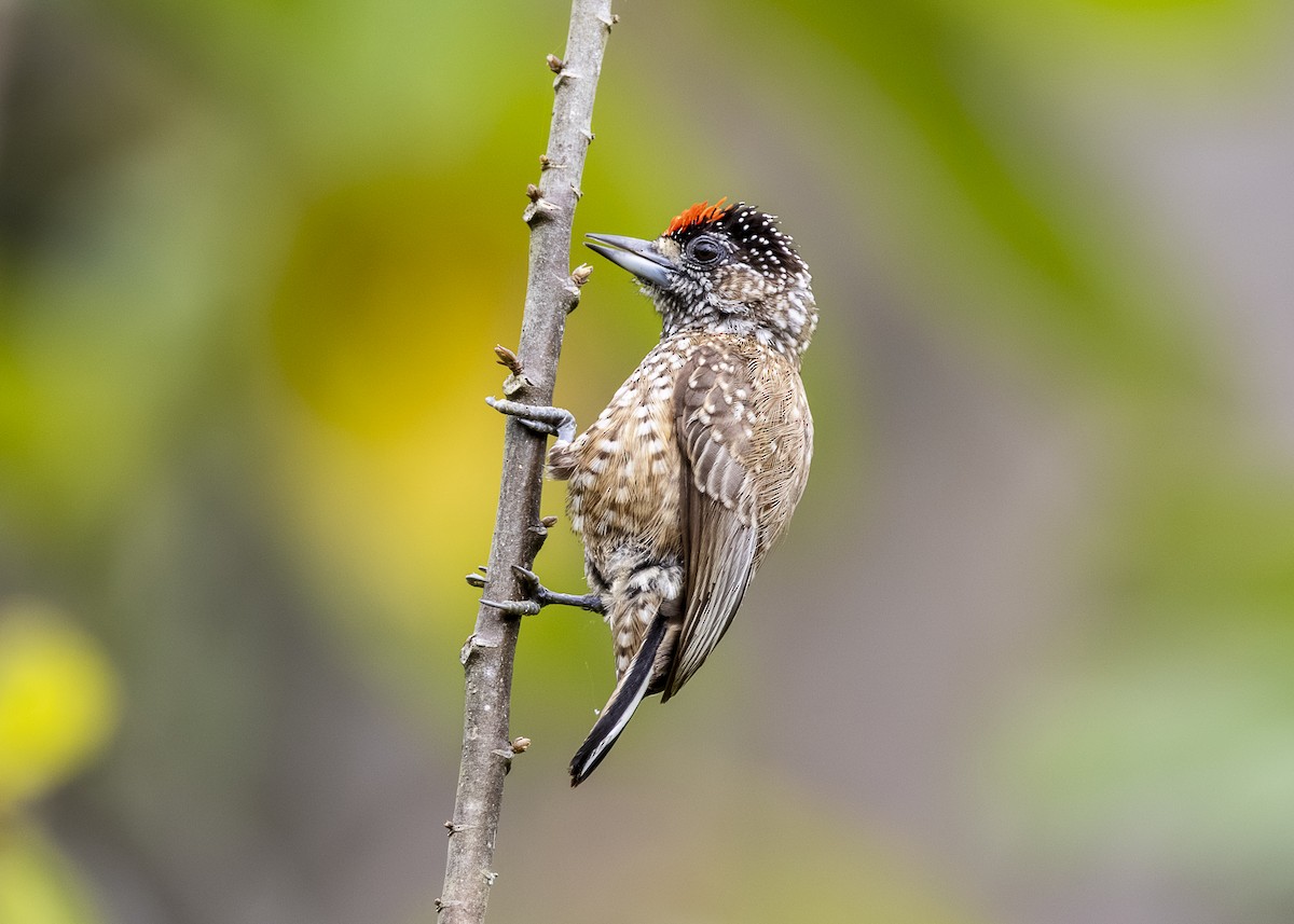 Spotted Piculet - ML646360878