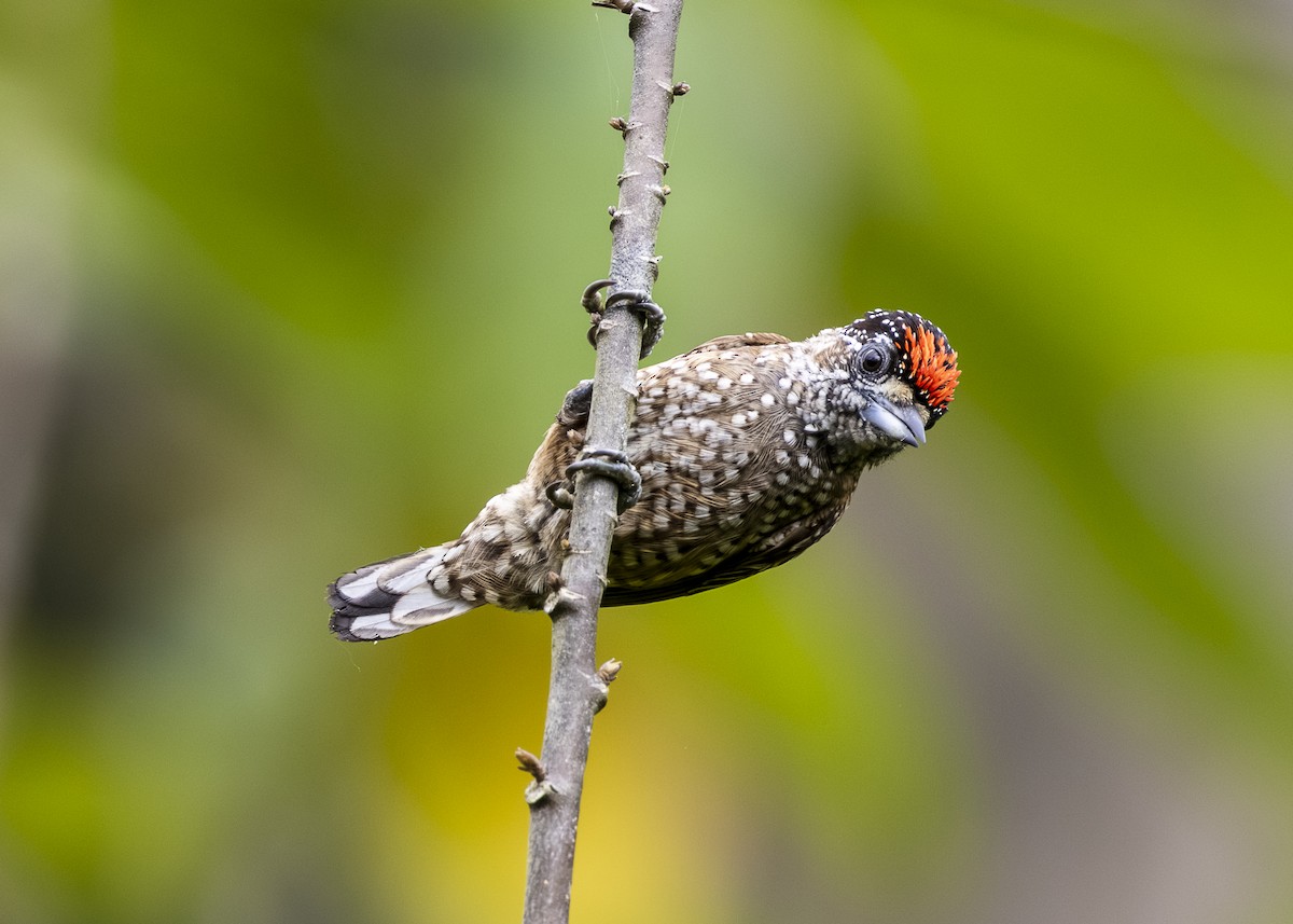 Spotted Piculet - ML646360879