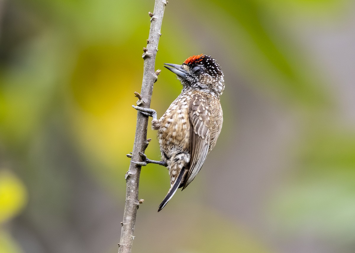 Spotted Piculet - ML646360882