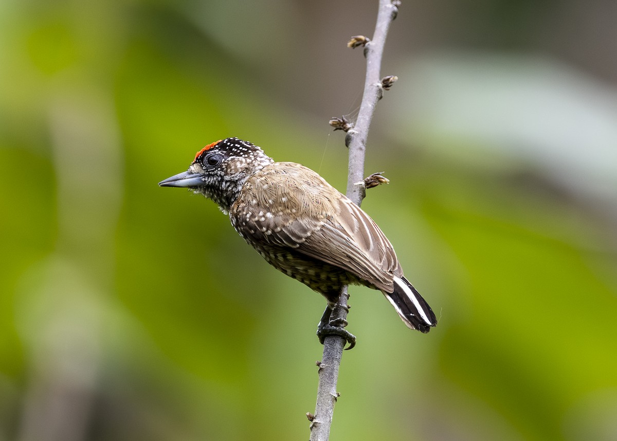 Spotted Piculet - ML646360883